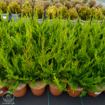 Cyprusovec leylandský (Cupressocyparis leylandii) - výška 30-50 cm, kont. C2L/C3L